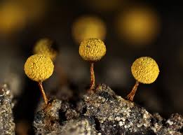 Attēlu rezultāti vaicājumam “Craterium minutum macro”