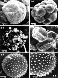 Attēlu rezultāti vaicājumam “Physarum licheniforme”