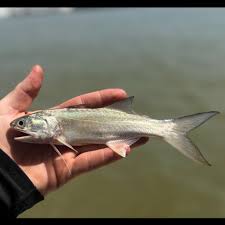 Image result for Minytrema melanops