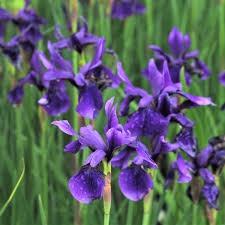 Attēlu rezultāti vaicājumam “Iris sibirica leaf”