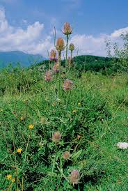 Attēlu rezultāti vaicājumam “Dipsacus fullonum”