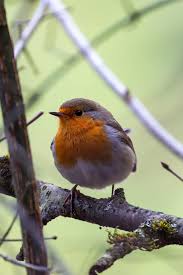 Attēlu rezultāti vaicājumam “Erithacus rubecula”