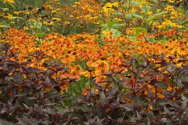 Image result for Heliopsis scabra