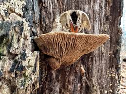 Attēlu rezultāti vaicājumam “Daedalea quercina”