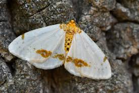 Attēlu rezultāti vaicājumam “Abraxas sylvata imago”