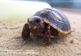 Attēlu rezultāti vaicājumam “Licea chelonoides”