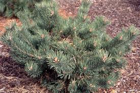 Attēlu rezultāti vaicājumam “Pinus sylvestris var. turfosa”