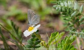 Attēlu rezultāti vaicājumam “Cupido minimus”