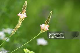 Attēlu rezultāti vaicājumam “Onobrychis arenaria fruit”