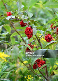 Attēlu rezultāti vaicājumam “Atriplex patula fruit”