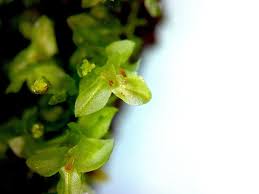 Attēlu rezultāti vaicājumam “Tetraphis pellucida”