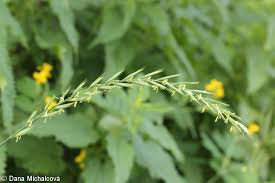 Attēlu rezultāti vaicājumam “Elytrigia repens flower”