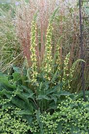 Image result for Verbascum nigrum