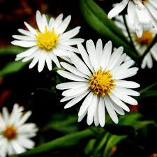 Image result for Aster amellus