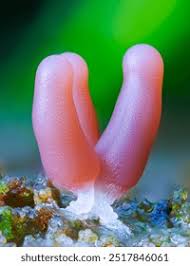 Attēlu rezultāti vaicājumam “Stemonitis fusca var. nigrescens spores”