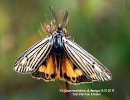 Attēlu rezultāti vaicājumam “Spiris striata”