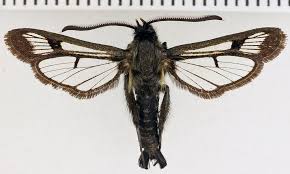 Attēlu rezultāti vaicājumam “Sesiidae”