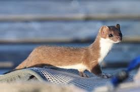 Attēlu rezultāti vaicājumam “Mustela erminea”