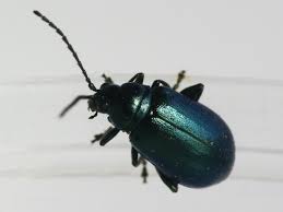 Attēlu rezultāti vaicājumam “Chrysomelidae”