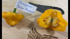 Afbeeldingsresultaat voor yellow mushroom hot pepper