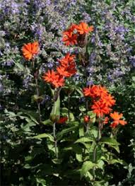 Attēlu rezultāti vaicājumam “Silene x arkwrightii Vesuvius flower”