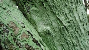 Attēlu rezultāti vaicājumam “Lepraria incana”