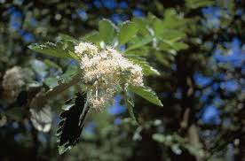 Attēlu rezultāti vaicājumam “Sorbus intermedia”