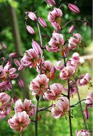 Attēlu rezultāti vaicājumam “Lilium martagon leaf”