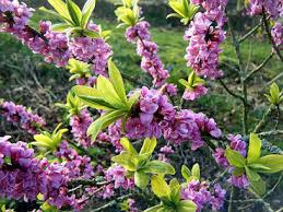 Attēlu rezultāti vaicājumam “Daphne mezereum leaf”