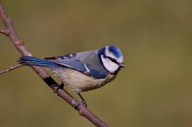 Image result for Cyanistes caeruleus