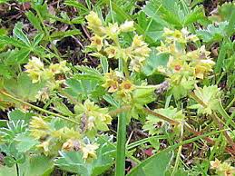 Image result for Alchemilla vulgaris