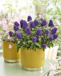 Attēlu rezultāti vaicājumam “Viola rupestris bud”