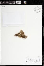 Attēlu rezultāti vaicājumam “Cladopodiella fluitans”