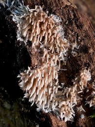 Attēlu rezultāti vaicājumam “Hydnocristella himantia”