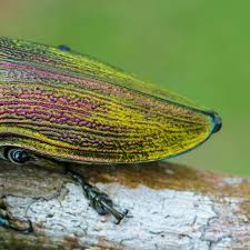 Attēlu rezultāti vaicājumam “Collaria rubens macro”