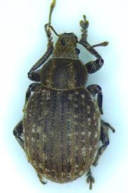 Attēlu rezultāti vaicājumam “Philopedon plagiatum”