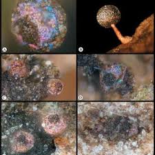 Attēlu rezultāti vaicājumam “Licea pusilla macro”