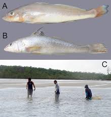 Image result for Menticirrhus americanus