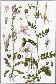 Attēlu rezultāti vaicājumam “Cardamine amara flower”