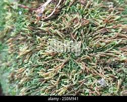 Attēlu rezultāti vaicājumam “Nowellia curvifolia”