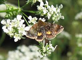 Attēlu rezultāti vaicājumam “Panemeria tenebrata”