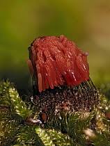 Attēlu rezultāti vaicājumam “Stemonitis virginiensis”