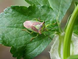 Attēlu rezultāti vaicājumam “Acanthosoma haemorrhoidale imago”