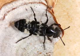 Attēlu rezultāti vaicājumam “Staphylinidae”