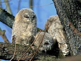 Attēlu rezultāti vaicājumam “Strix aluco juvenile”