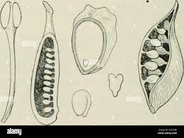 Attēlu rezultāti vaicājumam “Caltha palustris fruit”