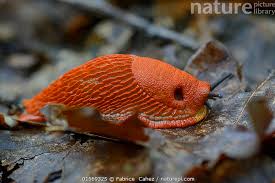 Attēlu rezultāti vaicājumam “Arion rufus”