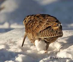 Attēlu rezultāti vaicājumam “Scolopax rusticola juvenile”