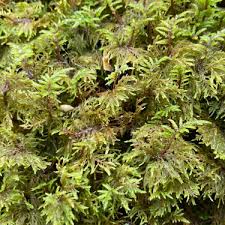 Attēlu rezultāti vaicājumam “Hylocomium splendens sporophyte”