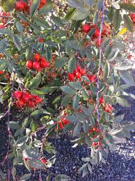 Attēlu rezultāti vaicājumam “Rosa glauca leaf”